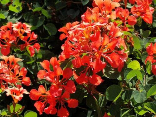 Bauhinia Galpinii Rare RED Orchid Tree (TJ) Exotic Flower boTJai Plant Seed 10 Seeds , Succulent, Cactus