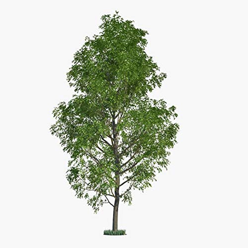 24 Hybrid Poplar Tree Cuttings
