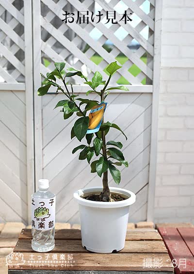 Amazon.co.jp: 土っ子倶楽部 トゲなしレモン 6号鉢植え 接ぎ木苗