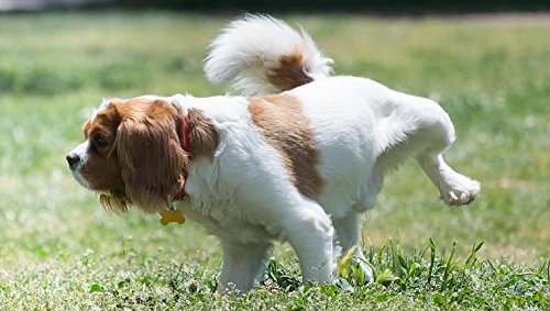 My Lucky Pets Llc Bladder Support For Dogs - Dog Urinary Health Formula - Helps With Incontinence And Bladder Issues - Immune Boost - Dog Cranberry Supplement Chew - 3 Bottles (270 Treats) #TOP3