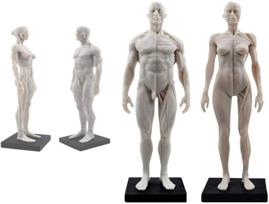 パンダ 男性と女性 人体モデル 人体模型 1セット 11インチ 約30cm 人体筋肉模型 樹脂 筋骨格 研究 CGペインティング 彫