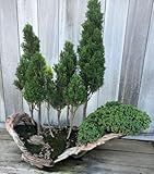 Italian Cypress Bonsai Forest Seeds for Planting - 50 Seeds