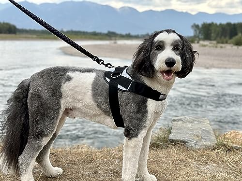 ShawnCo Essential Dog Harness, No-Pull Pet Vest with 3 Leash Clips, No Choke, Reflective, Adjustable and Padded, for Easy Walking and Training for Small, Medium and Large Dogs (Orchid, L)