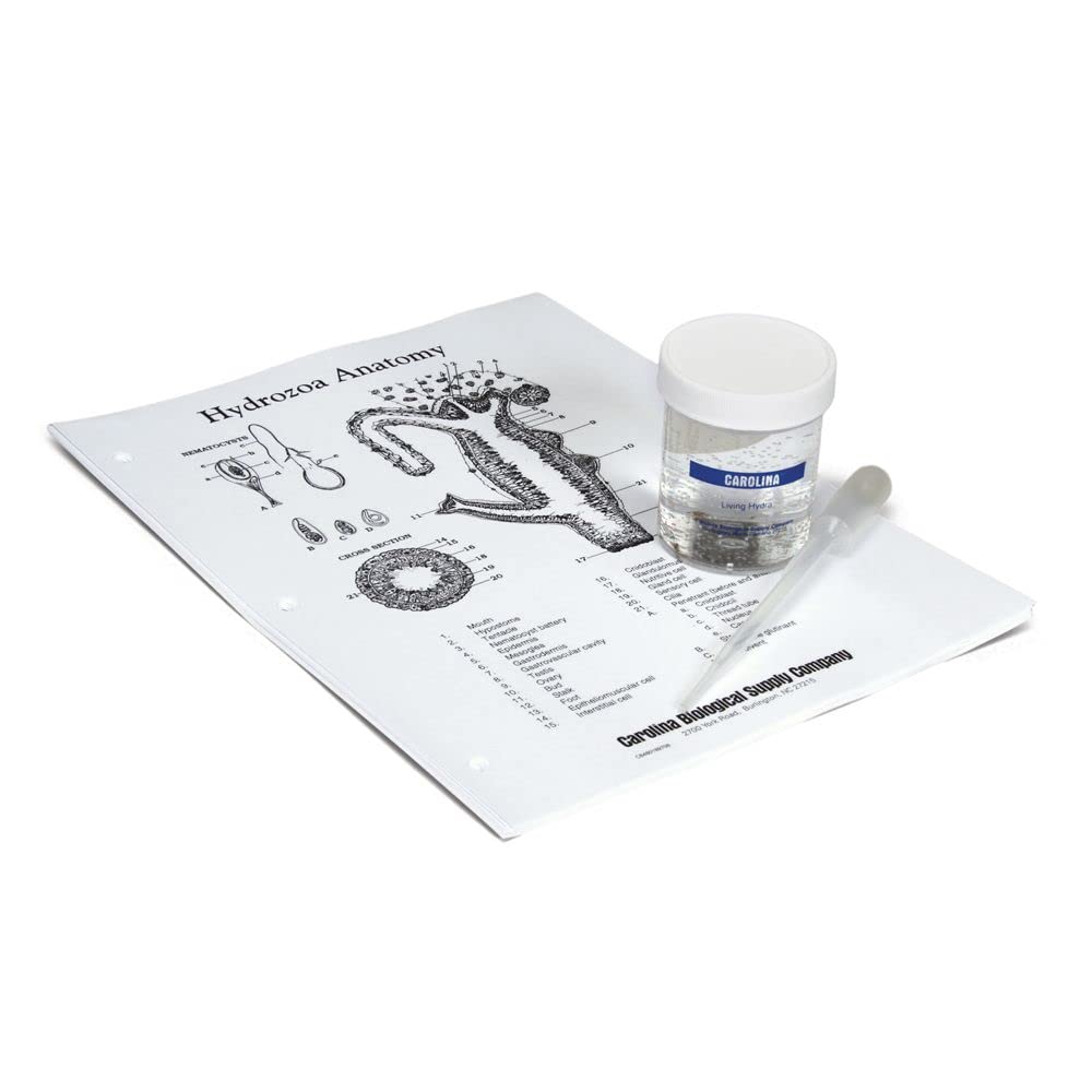 Hydra Culture, Living