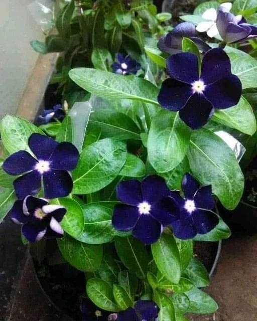 Siddhi Vinayak Gallery® Vinca Flower Dark Blue Color Flowers Seeds |fragrant Flowers Planting Seeds For Indoor Outdoor & Gardening | Pack Of 60-80 Seeds (B0BV787HZP) Amazon Price History, Amazon Price Tracker
