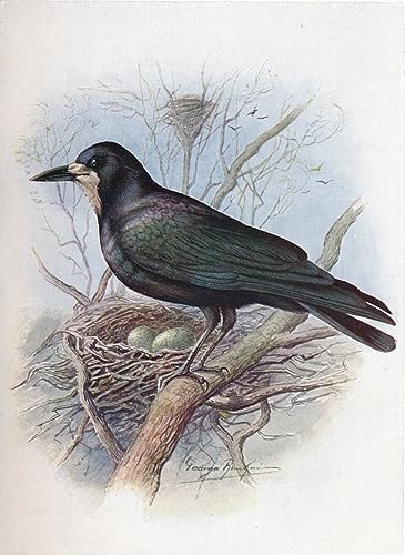 Toile moderne Tour Corvus Frugilegus George Rankin, peinture d'art raffinée de 60x90cm