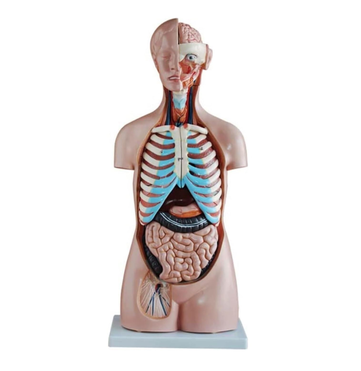 Scientifica Modello Esposizione Modello Di Anatomia Del Torso Umano 20 Parti Con Testa, Cuore E Base Espositiva Per Organi Rimovibili Per Educativo Per Uso Educativo