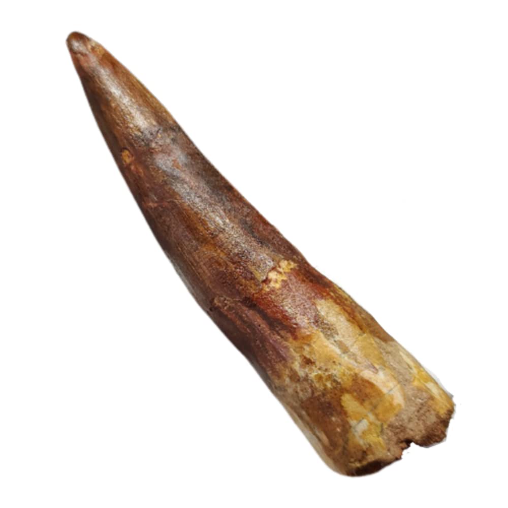 極上 スピノサウルス 本物 モロッコ産 80.31mm ケース付き sp269 Amazon | 極上 スピノサウルス 本物 モロッコ産 80.31mm ケース付き