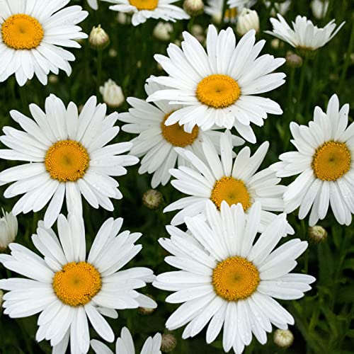 Clovers Garden Shasta Daisy (Leucanthemum) Plants Two (2) Live Plants Non-GMO - Not Seeds - Each 4 to 8 Tall in 4 Inch Pots Hardy Flowering Perennial Pollinator Favorite