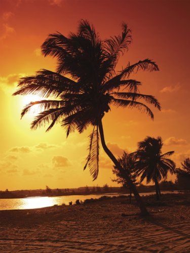 Brewster UMB91015 - Mural de pared de palmera de puesta de sol de 96 x 72 pulgadas
