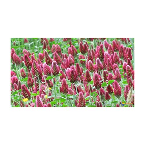 Multitanks - Trèfle Incarnat Engrais vert 500gr Vilmorin - 200m2