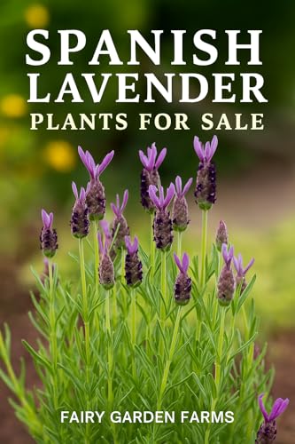 4 Tiny Live Spanish Lavender Plants Herbs Purple Flowers in