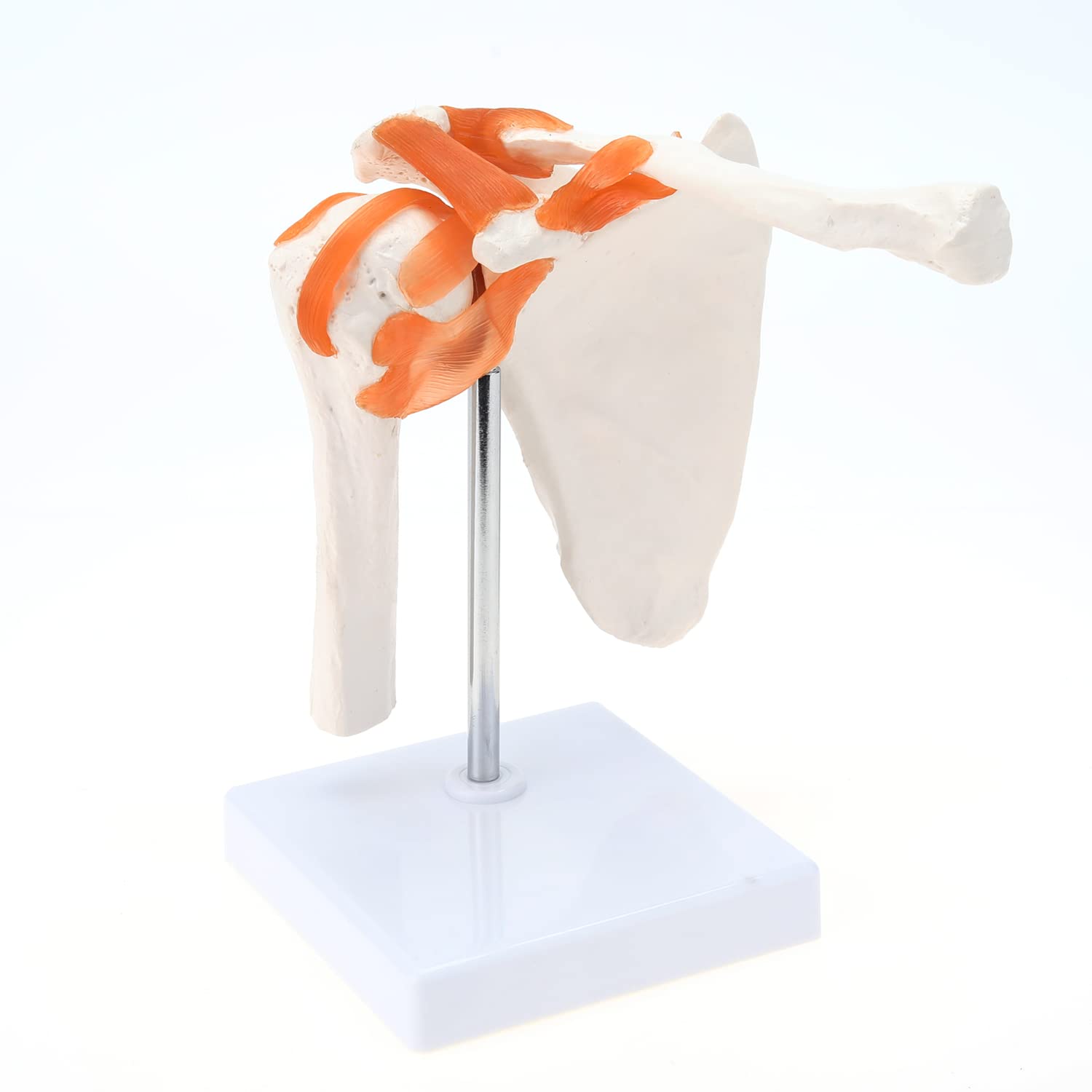 Buy Medical Shoulder Anatomy Model with Functional Ligaments, Life Size