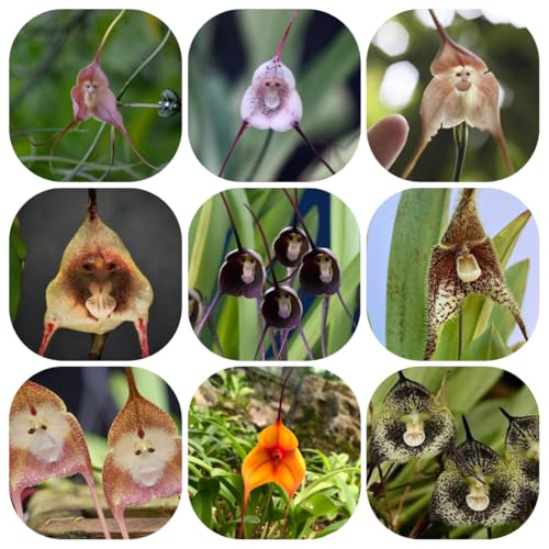 affen orchideesamen - kübelpflanzen winterhart deko büro garten exotische...