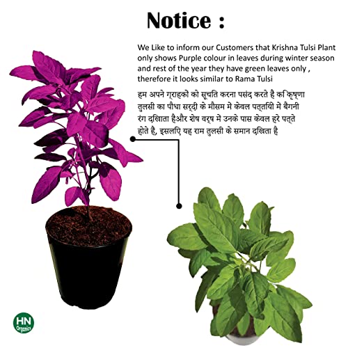 Image of Black Krishna Shyama Tulsi Seeds | Holy Basi | for Home | Kitchen Gardening (Krishna Tulsi)