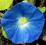 100 Heavenly Blue Morning Glory Seeds (Ipomoea Tricolor) by West Seed Farm