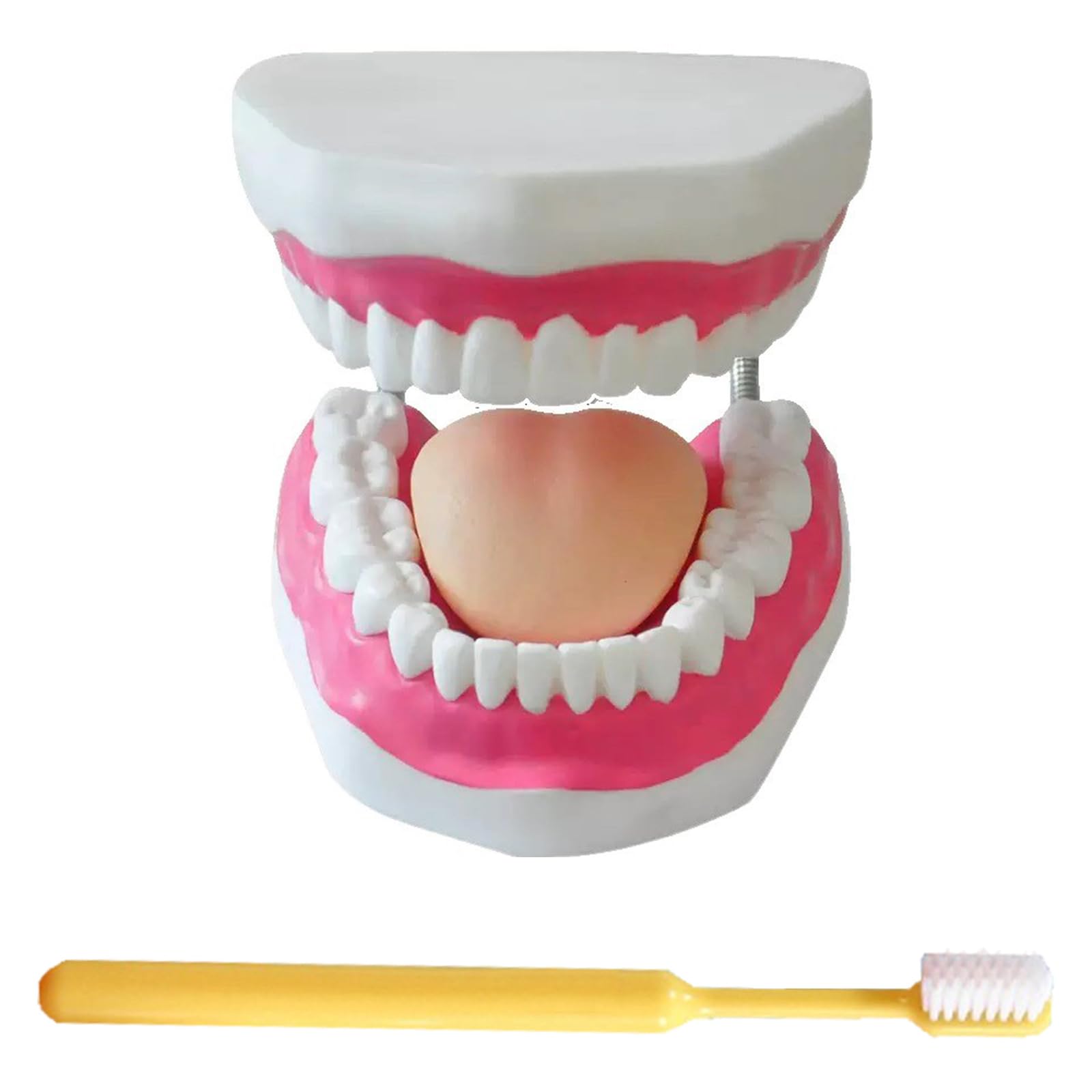 Modello di Denti Standard - Modello di Denti per Educazione - Modello Typodont Standard per Adulti per Dimostrazione di Protesi Dentale per Esposizione Pulita, Educazione