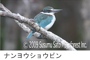 Amazon.co.jp: シンフォレストDVD 日本の珍鳥 映像図鑑 野鳥たち