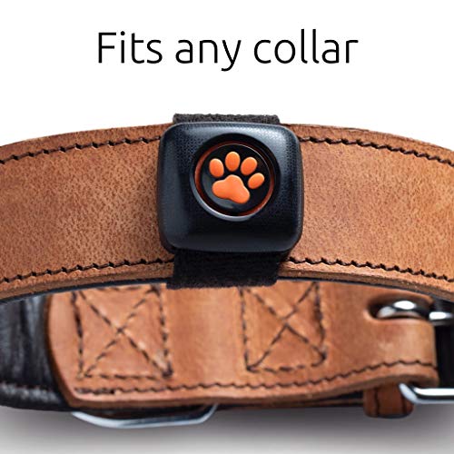 PitPat Dog Activity And Fitness Monitor (No GPS) - No Recharging or Subscription Required - Suitable for All Dogs And Fits All Collars - Smart Activity Tracker - 100% Waterproof Dog Fitness Tracker - Image 5