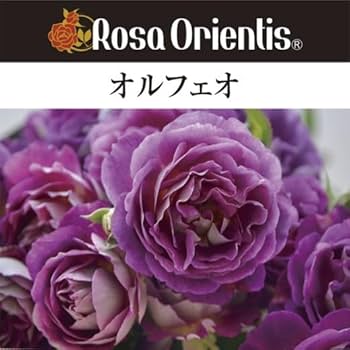 Amazon.co.jp: オルフェオ 6号鉢 春開花株 鉢植え バラ 薔薇 ロサ