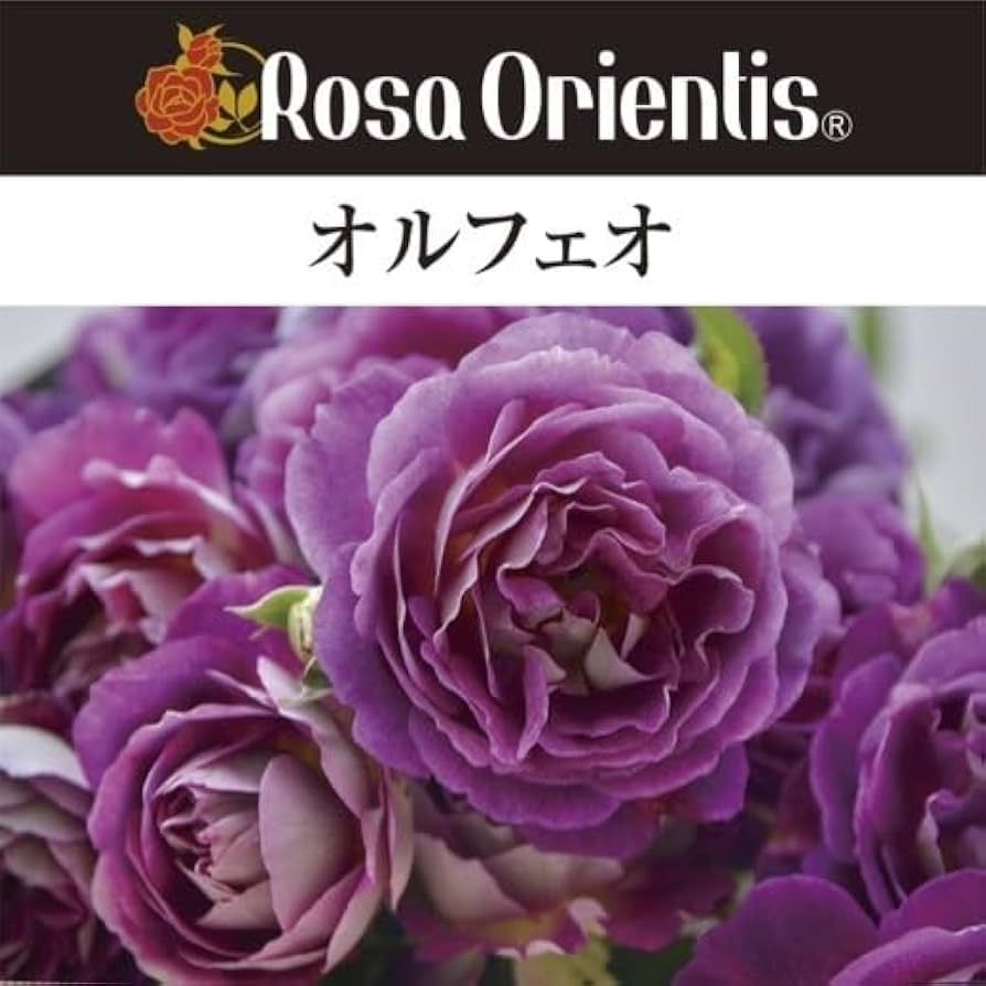 和バラ開花苗 和バラ開花苗 贈る – WABARA online store