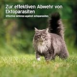 AniForte Ectoprotex cat Spot On für Katzen 50 ml - Zeckenschutz & Parasitenabwehr, langanhaltendes Repellent zur Abwehr von Zecken, Flöhen, Milben, Effektive Zeckenabwehr