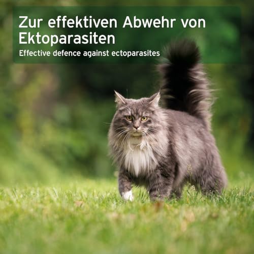 AniForte Ectoprotex cat Spot On für Katzen 50 ml - Zeckenschutz & Parasitenabwehr, langanhaltendes Repellent zur Abwehr von Zecken, Flöhen, Milben, Effektive Zeckenabwehr