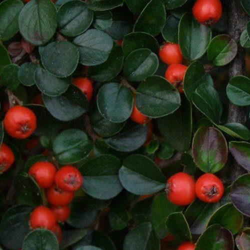 Cotoneaster 'Horizontalis' 15cm Pot Size