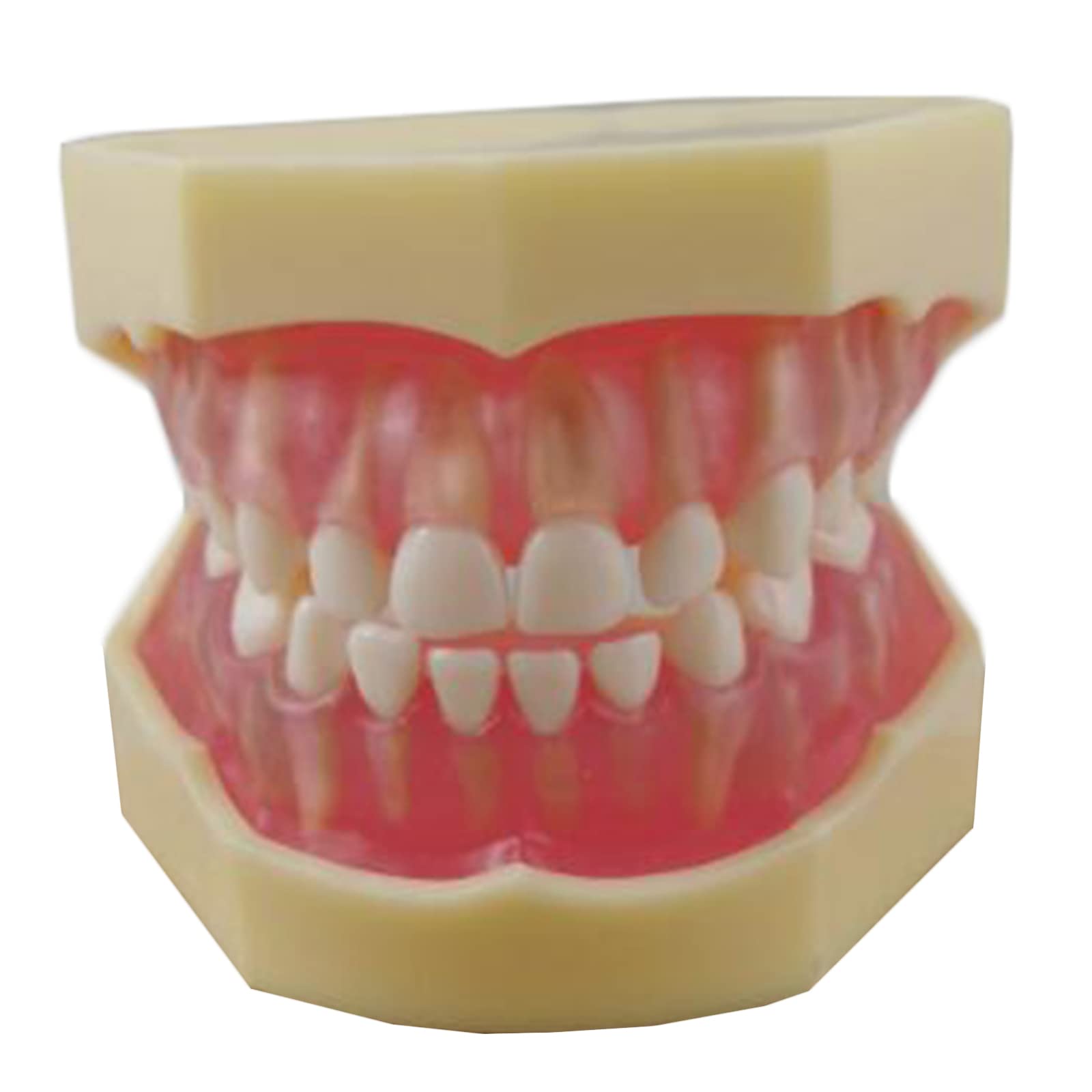 Modello dimostrativo Dentale Modello di Denti per Bambini Modello di Denti Rimovibili per l'insegnamento Dentale o la Cura Orale