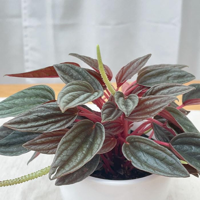 Amazon｜観葉植物 cot ペペロミア カペラータ 銀河 3.5号鉢 観葉植物