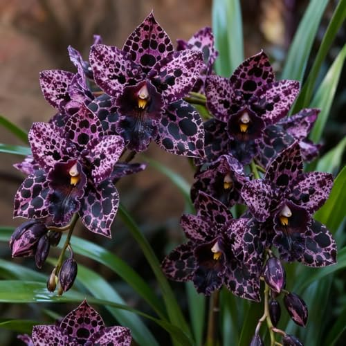 Rizomas Resistentes de Cymbidium: Orquídeas de Exterior Seleccionadas, Ideal para Plantar en Balcones y Fines Ornamentales-3 Rhizome-A