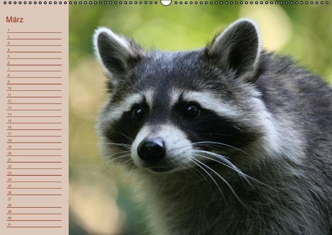 Waschbären / Geburtstagskalender (Wandkalender immerwährend DIN A2 quer): Der waschbärige immerwährende Geburtstagskalender (Monatskalender, 14 ... + Martina Berg, Pferdografen.de