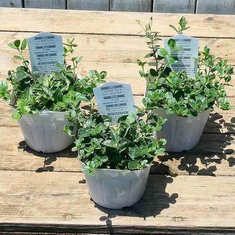 なの　大人兵児帯【ブルーコンパクタ】【夢想花】セット 楽天市場】【クリアランス50%offクーポン】マラソン限定 浴衣