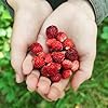Back to the Roots Organic Wild Strawberry Grow Kit #2