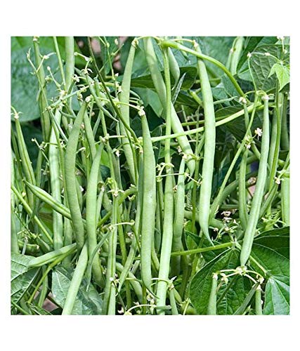 Jioo Organics | Fresh Green Beans F1 Hybrid Seeds, Pole Climbing Bean, Green Bean, Phaseolus Vulgaris Vegetable Seeds (B0822HC57P) Amazon Price History, Amazon Price Tracker