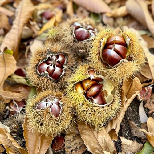 castaño semillas de castaño resistentes, interior castaña de balcón, exóticas resistentes 12pcs