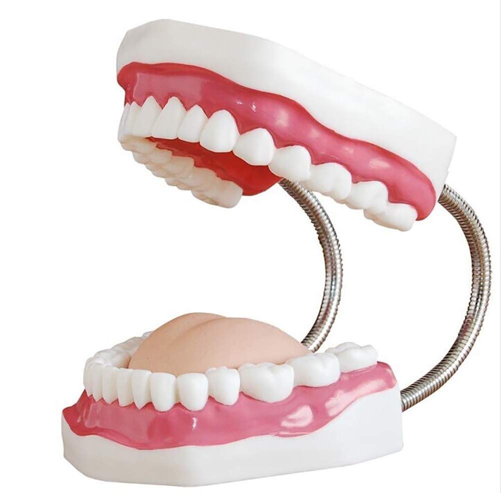 Model Tułowia Człowieka Model Zębów Demonstracja Stomatologiczna Model Zębów Dentysta Uczy Higieny Jamy Ustnej Model 28 Zębów 6X Duży Anatomiczny