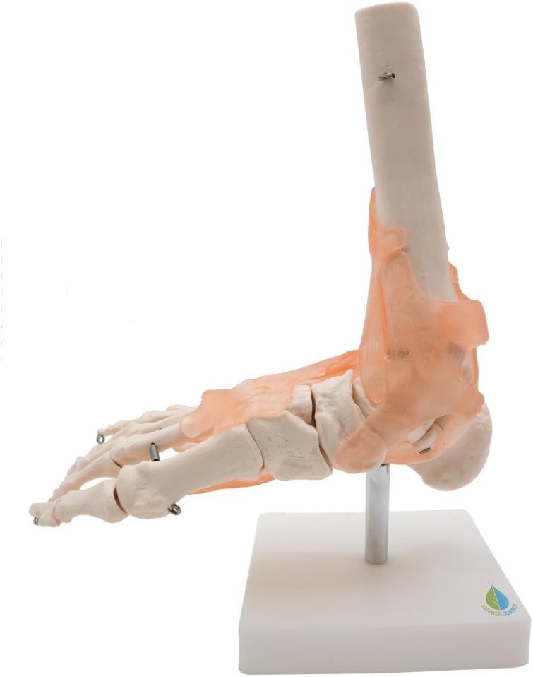Foot Joint Model with Ligaments,Kouber Human Anatomical Model,Life Size,Height 11"