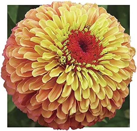 Park Seed Zinnia - Semillas para plantar flores, fáciles de cultivar, perfectas para jardín de primavera, naranja lima reina, paquete de 25