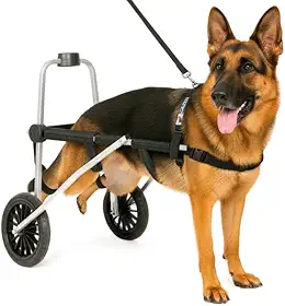 Cadeira de 2 Rodas Para Cachorro Tam XG Regulável Pata Traseira Paraplegia Reabilitação Paralisia Idoso Pet Best Soluções