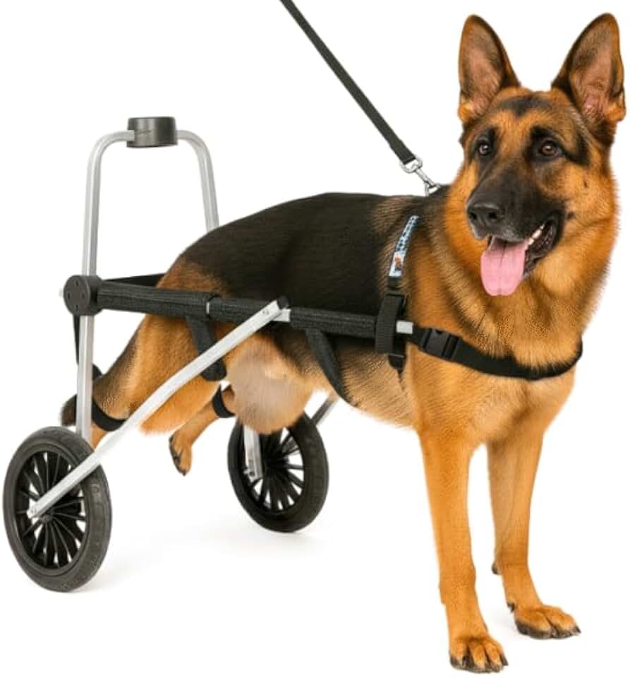Cadeira de 2 Rodas Para Cachorro Tam XG Regulável Pata Traseira Paraplegia Reabilitação Paralisia Idoso Pet Best Soluções