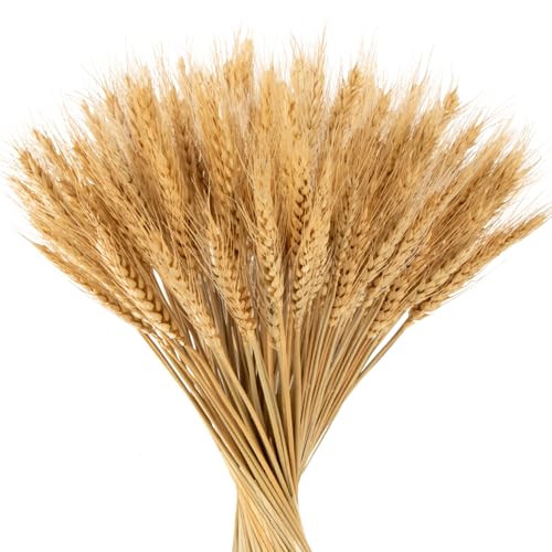 MAQIHAN 100 Stems Dried Wheat Stalks - Natural Wheat Straw Decor for Vases