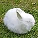 Basuo-9Q 2 Realistic Rabbit Figurines -Stuffed Farm Animal Home Decoration Lifelike Easter Bunnies Statue White Plush Rabbits Photo Props Collectible Gift (White+White)