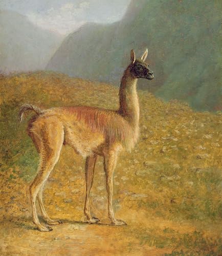 Toile Peinture Murale Guanaco par Jacques Laurent Agasse Art Abstrait Salon 60x90cm