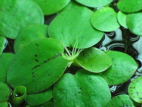 Aquarium Fan6 X Medium Amazon Frogbit/Limnobium laevigatum/Live Aquarium Floating Plants