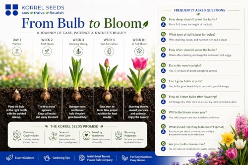 Image of Rain Lily (Zephyranthes) Bulbs by Korrel Seeds - Vibrant Flower Bulbs for Garden & Outdoor Planting - Ideal for Rainy Season Bloom (50, Red)
