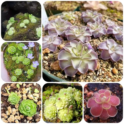 plantas carnívoras - semillas de mantecosa semillas de plantas suculentas resistentes - raras - jardín balcón jardín en macetas balcón con camas elevadas en macetas jardín interior 250pcs