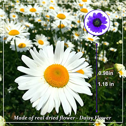Flores Secas Prensadas HEISENLIN 60PCS Margarita Natural miniatura 2