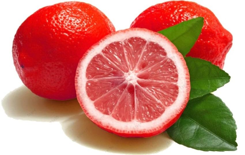 Image of GreenWorld Special Seedless Red Pati Lemon /Nimboo (Pack Of 1 / Guti Kolom) Live Plant,Healthy & Air Layered Plant,''Fruit After 3 to 6 Month''