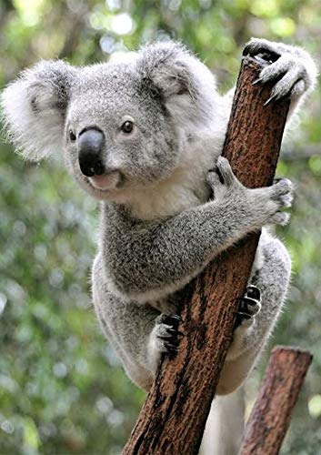 DCIDBEI 5D DIY Pinturas Diamante Koala Bordado Punto de Cruz Diamantes Animale para Adultos Mosaico Artes y Oficios Lienzo Decoración de Pared Diamond Painting 30 x 40 cm